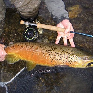 brown-trout2.jpg